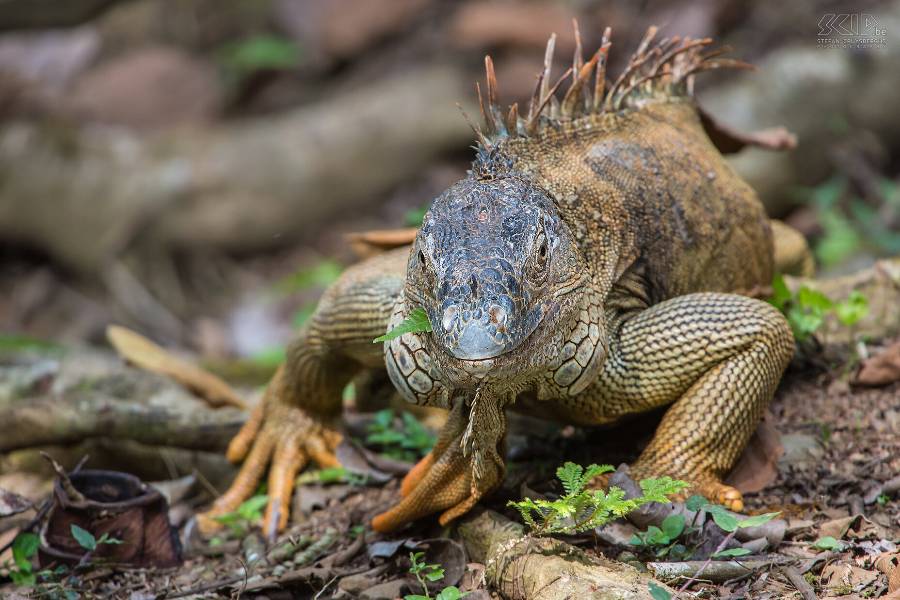 Selva Verde - Green iguana The green iguana is a large, arboreal, mostly herbivorous species of lizard that is quite common on the tropical forests in Costa Rica. Male iguanas have a dewlap in their neck which helps regulate their body temperature. They also have spines on their back. Adults can become between 1.2 and 1.7m long and they weigh around 4 kg. Stefan Cruysberghs